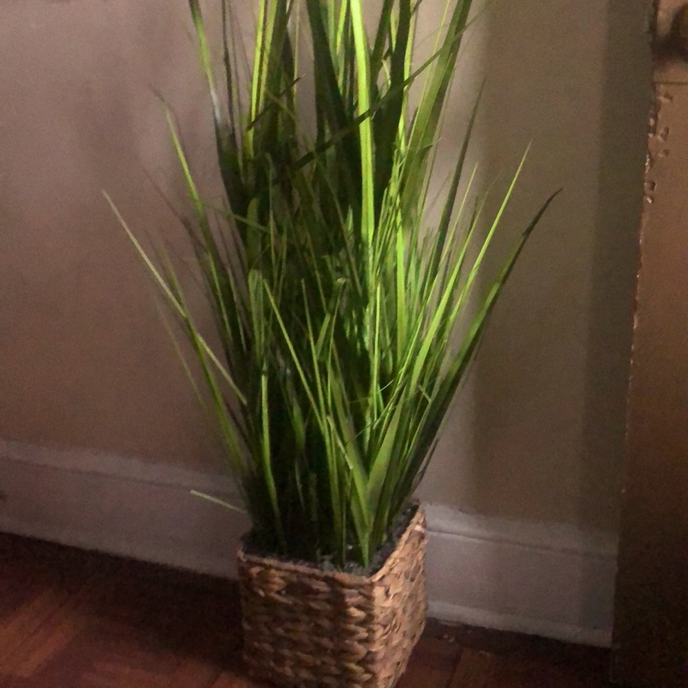 A small plant
